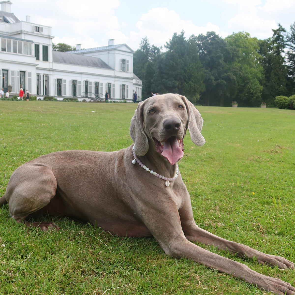 dog collars, honden halsbanden, anti-teken band voor honden. waterproof honden halsband