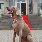 dog collars, honden halsbanden, anti-teken band voor honden. watersproof honden halsband